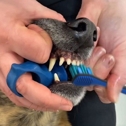 Cleaning dog's teeth with Paw Ready BiteBlock
