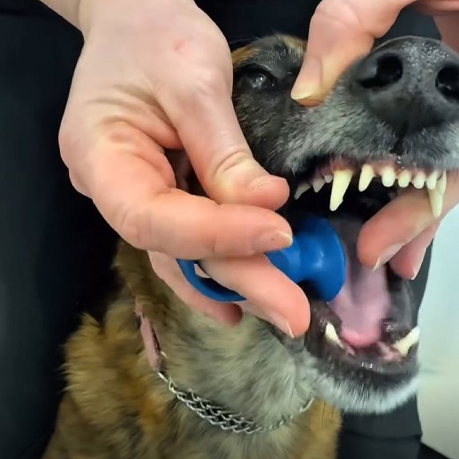 Cleaning dog's teeth with Paw Ready BiteBlock