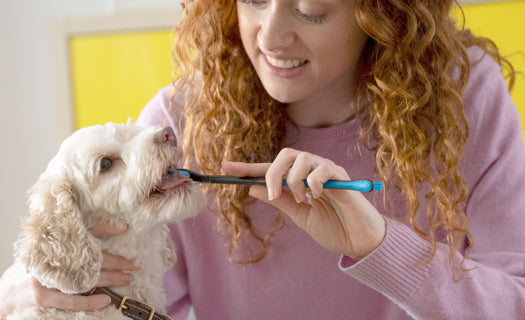Brushing dog's teeth with the Paw Ready dog toothbrush