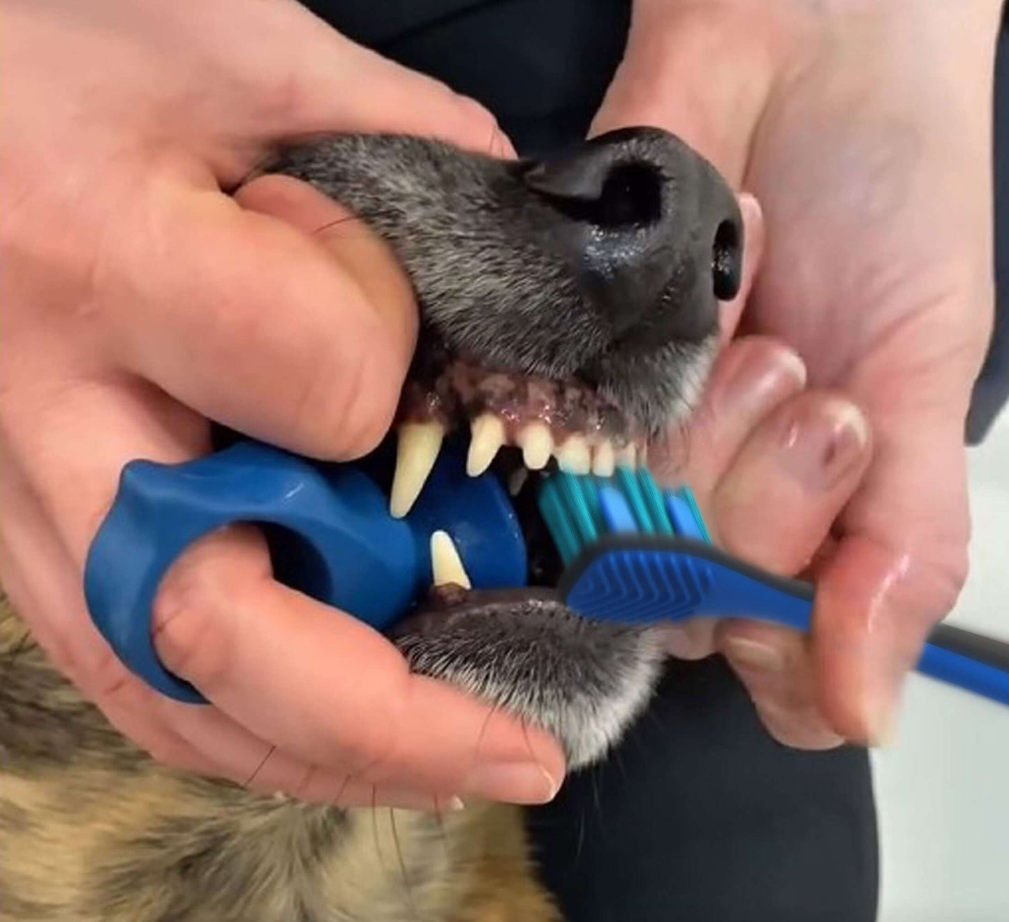 Clean Dog's Teeth with The Paw Ready Brushing Bundle.