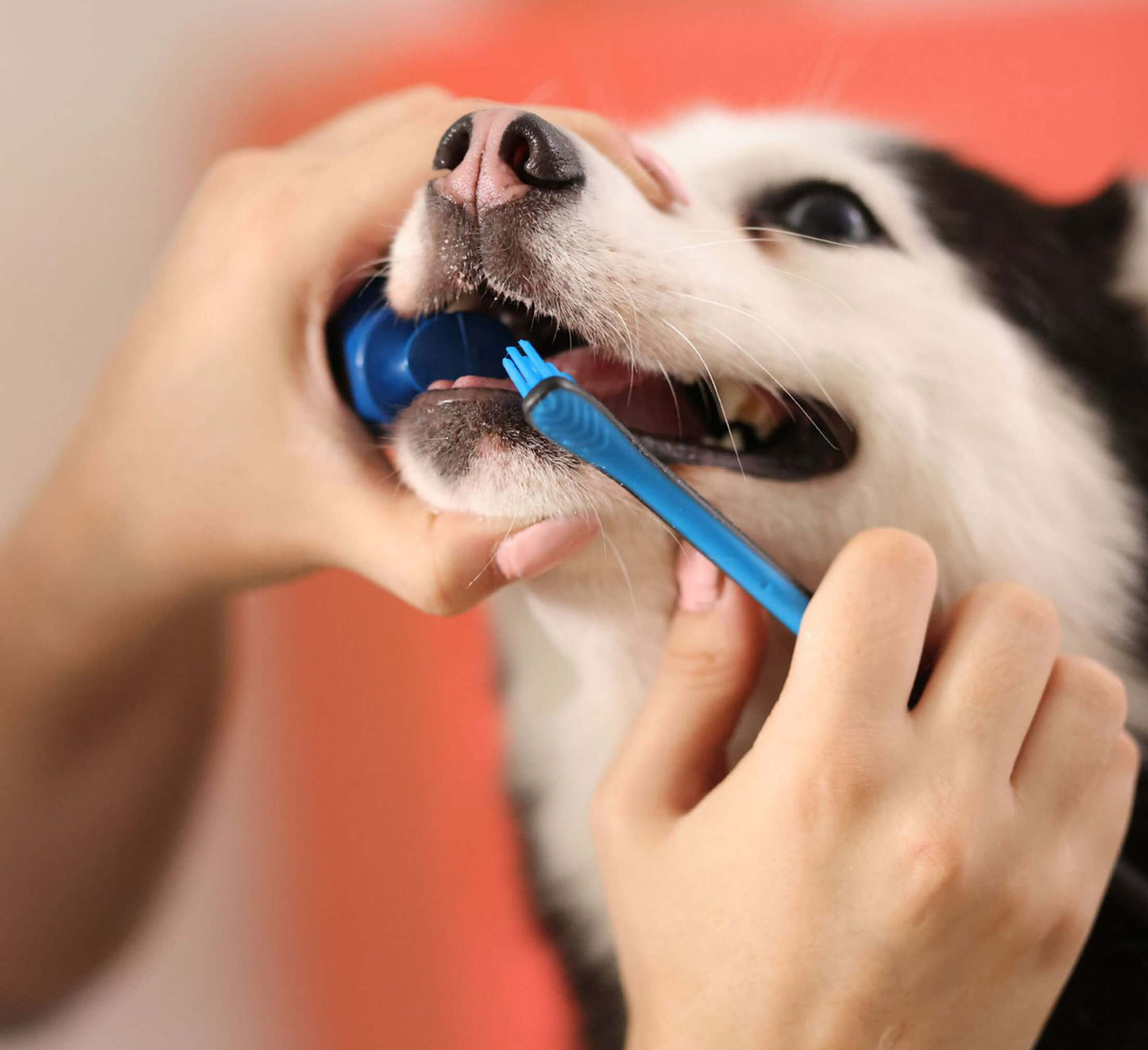 Paw Ready Brushing Bundle in use with daily dental care routine