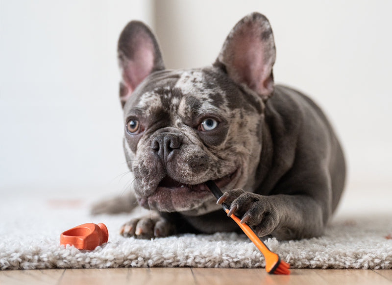 Dog with Paw Ready BrushMate Toothbrush and Paw Ready Bite Block