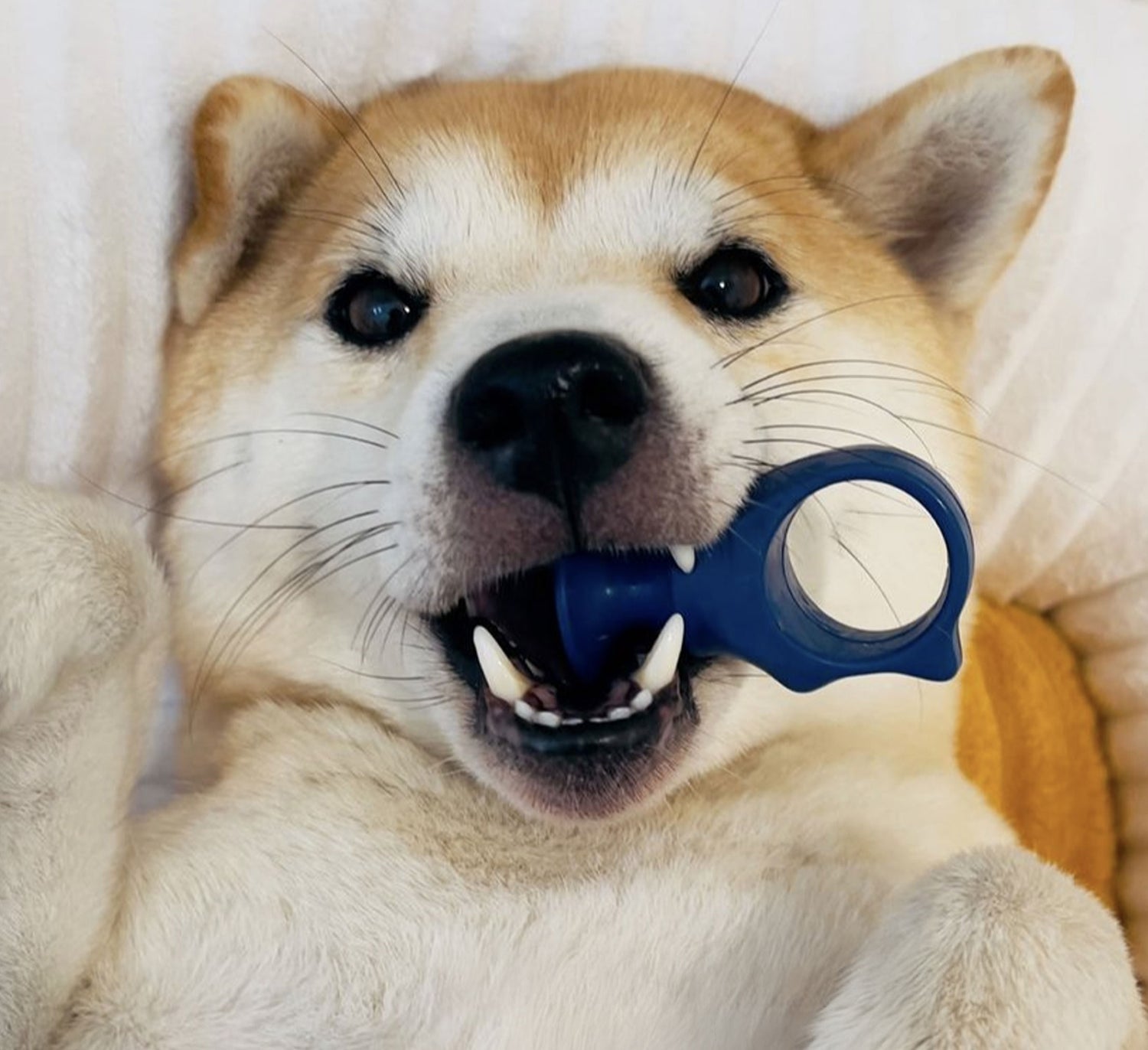 A dog featuring the Blue BiteBlock