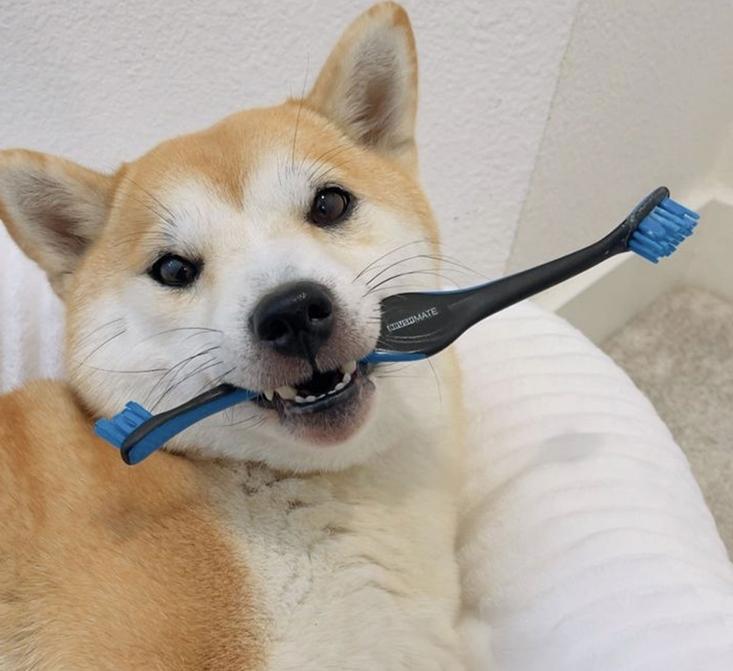 Dog featuring the Blue BrushMate Pet Toothbrush