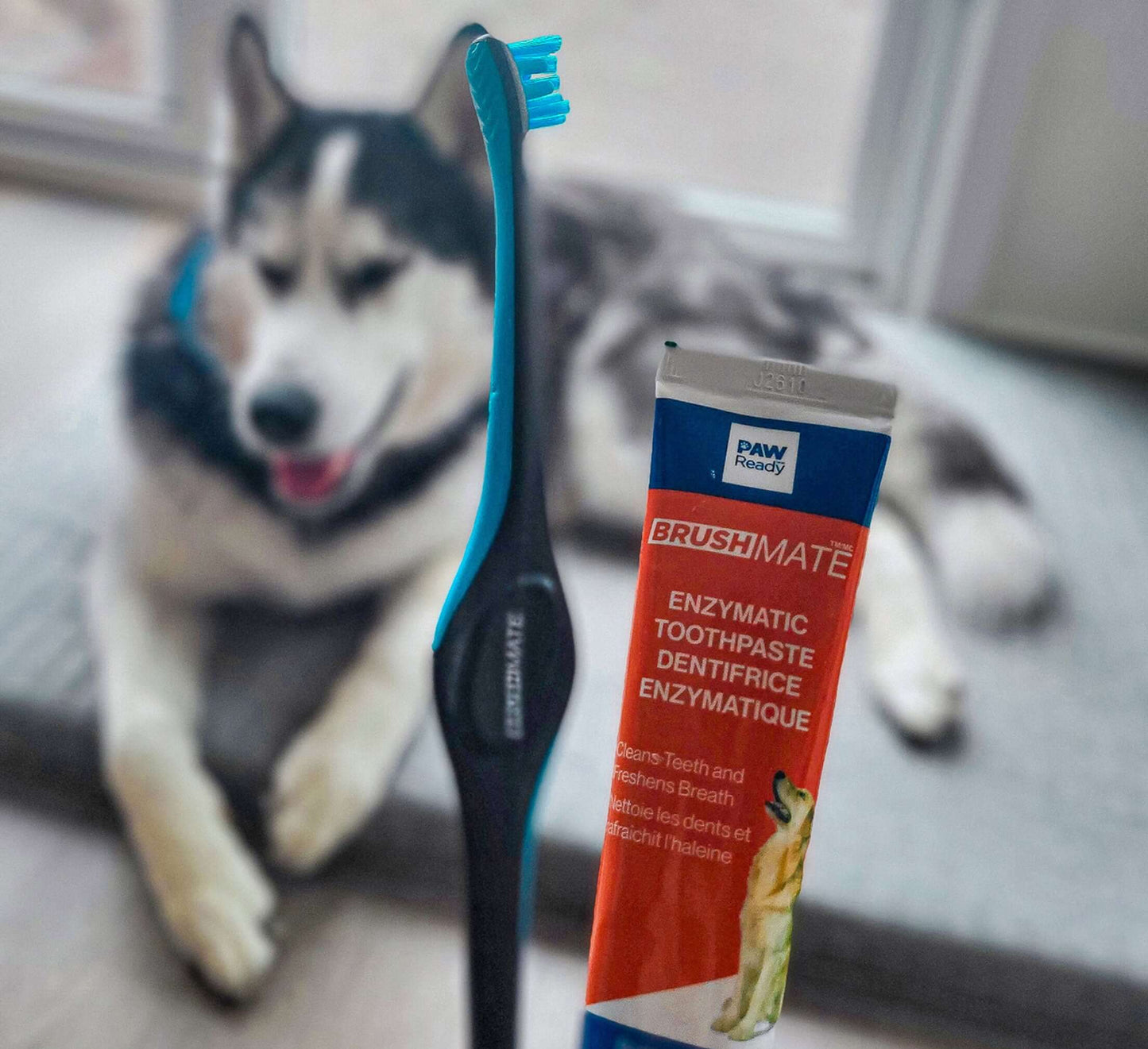 Paw Ready Brushing Bundle featured by a dog