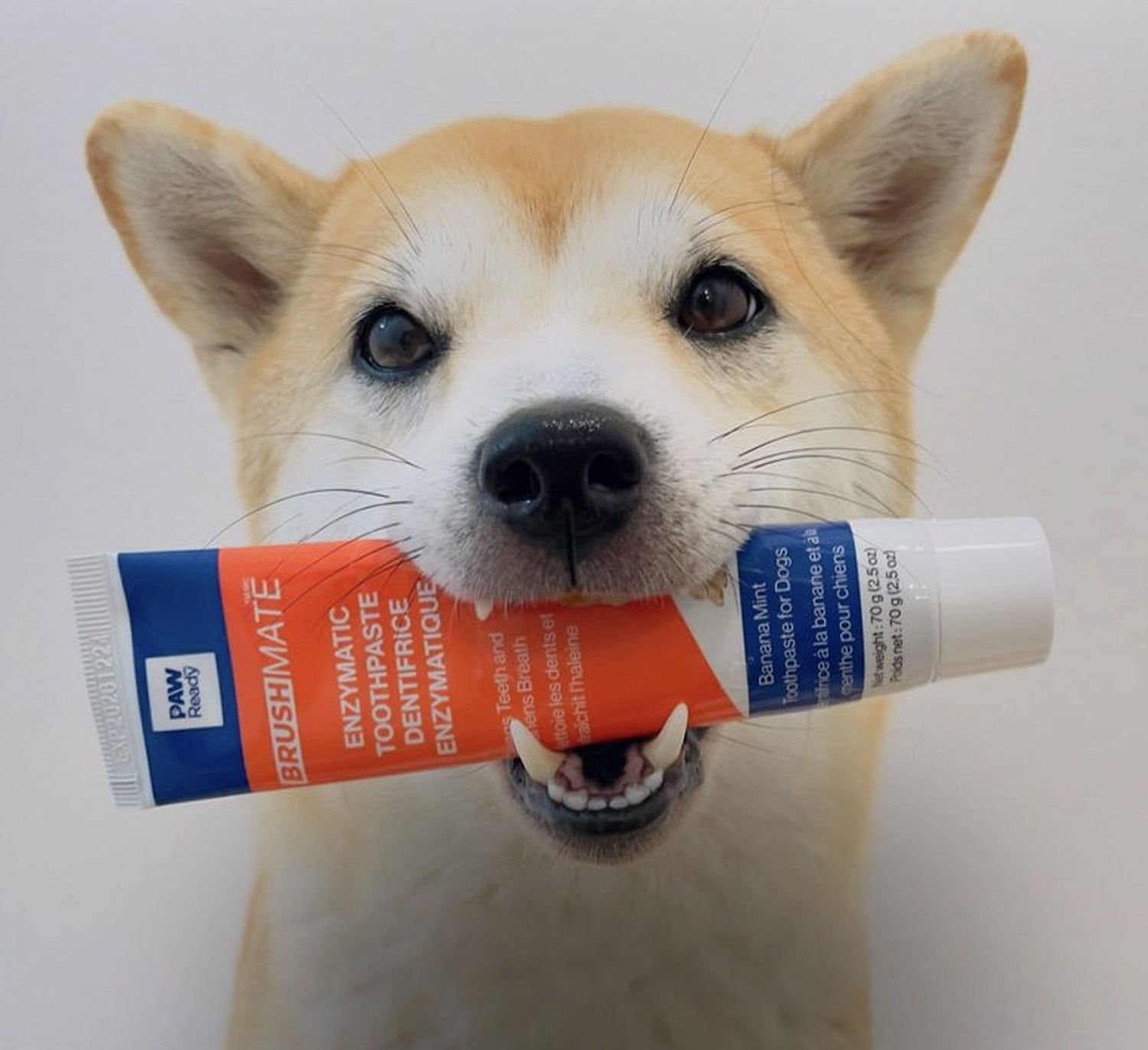 A dog featuring the Paw Ready's dog enzymatic toothpaste.