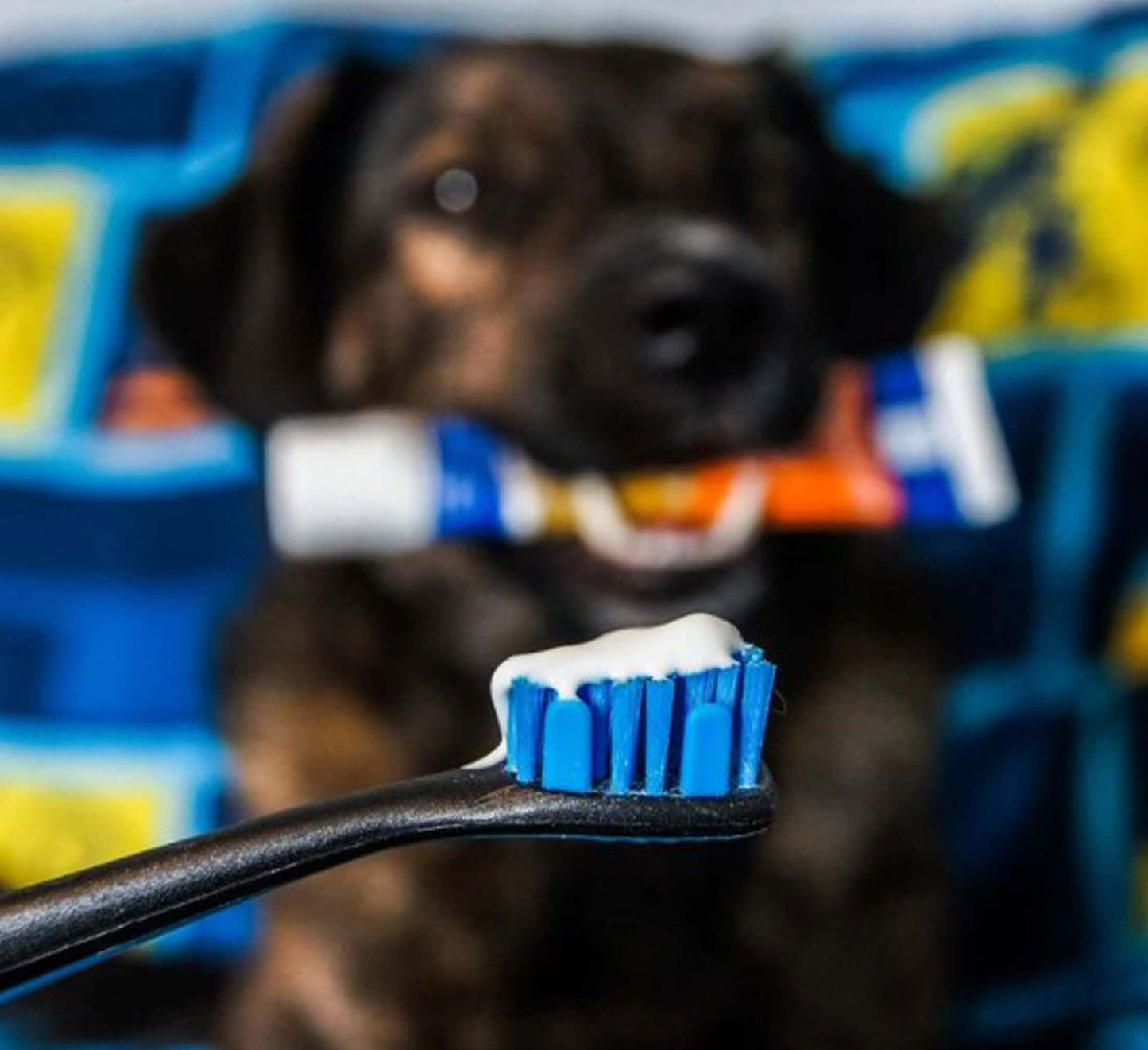 Paw Ready Brushing Bundle featuring a happy dog holding dental care tools.