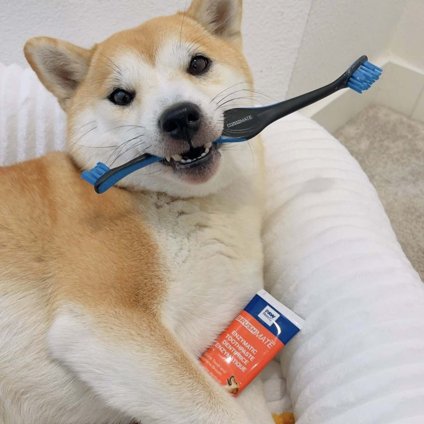 Dog featuring the Paw Ready Brushing Bundle.