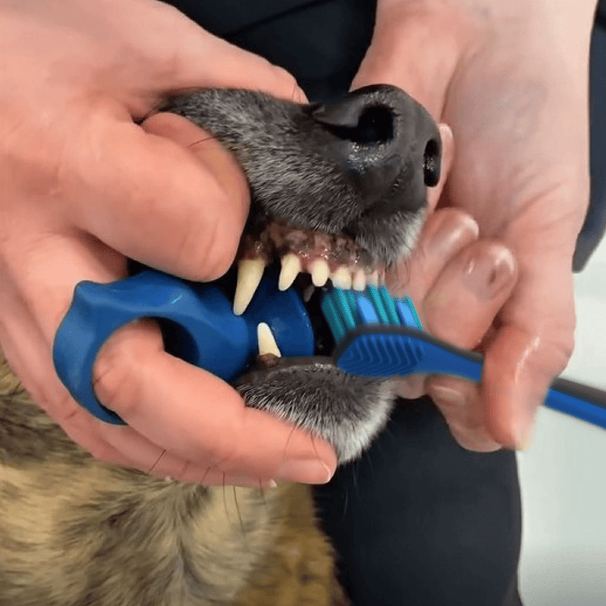 Cleaning dogs teeth with Paw Ready Brushing Bundle 