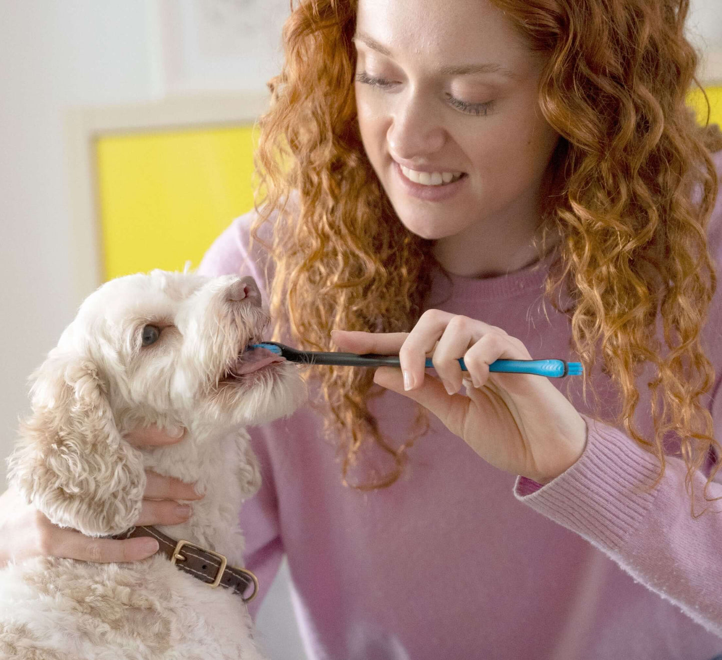 Cleaning dog's teeth with the Paw Ready's enzymatic toothpaste