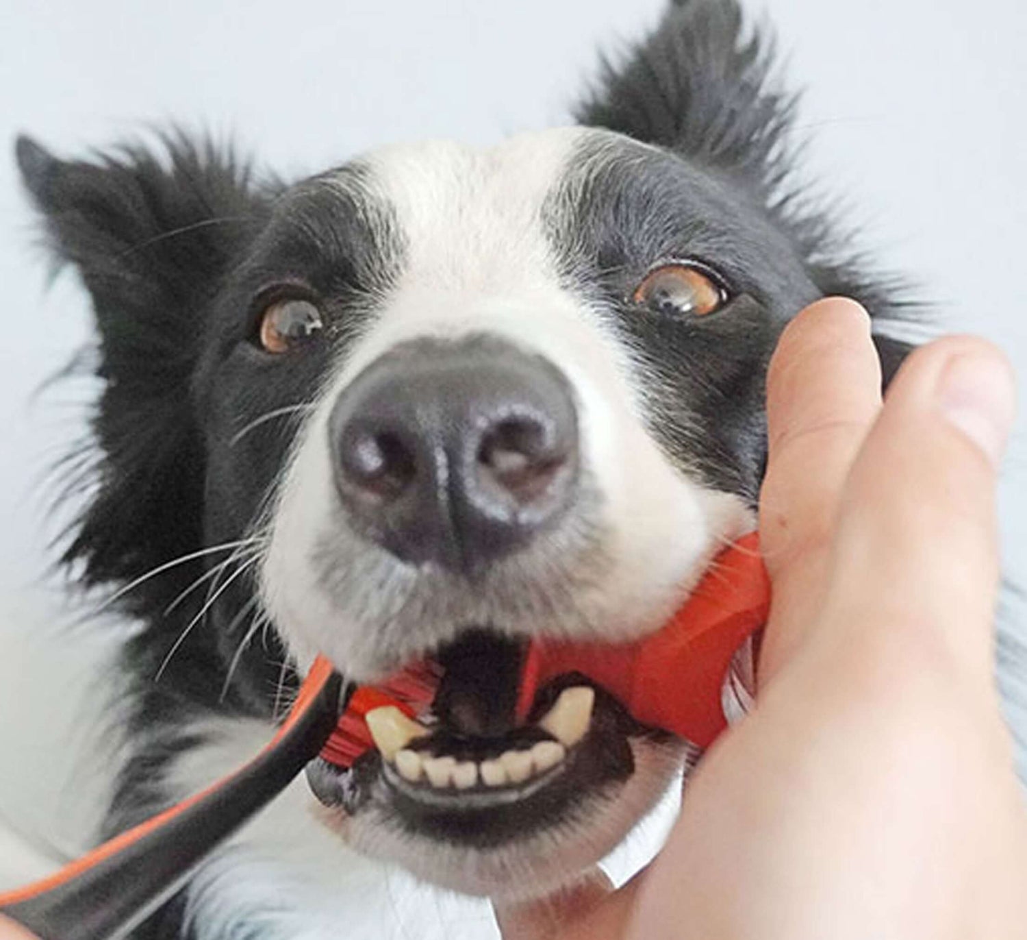 Clean Dog's Teeth with the Paw Ready Brushing Bundle, featuring a dog being brushed for dental health.