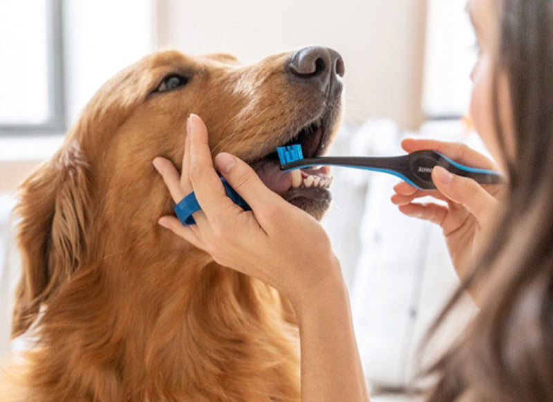 Brush your dogs teeth with confidence: Paw Ready Brushing Bundle