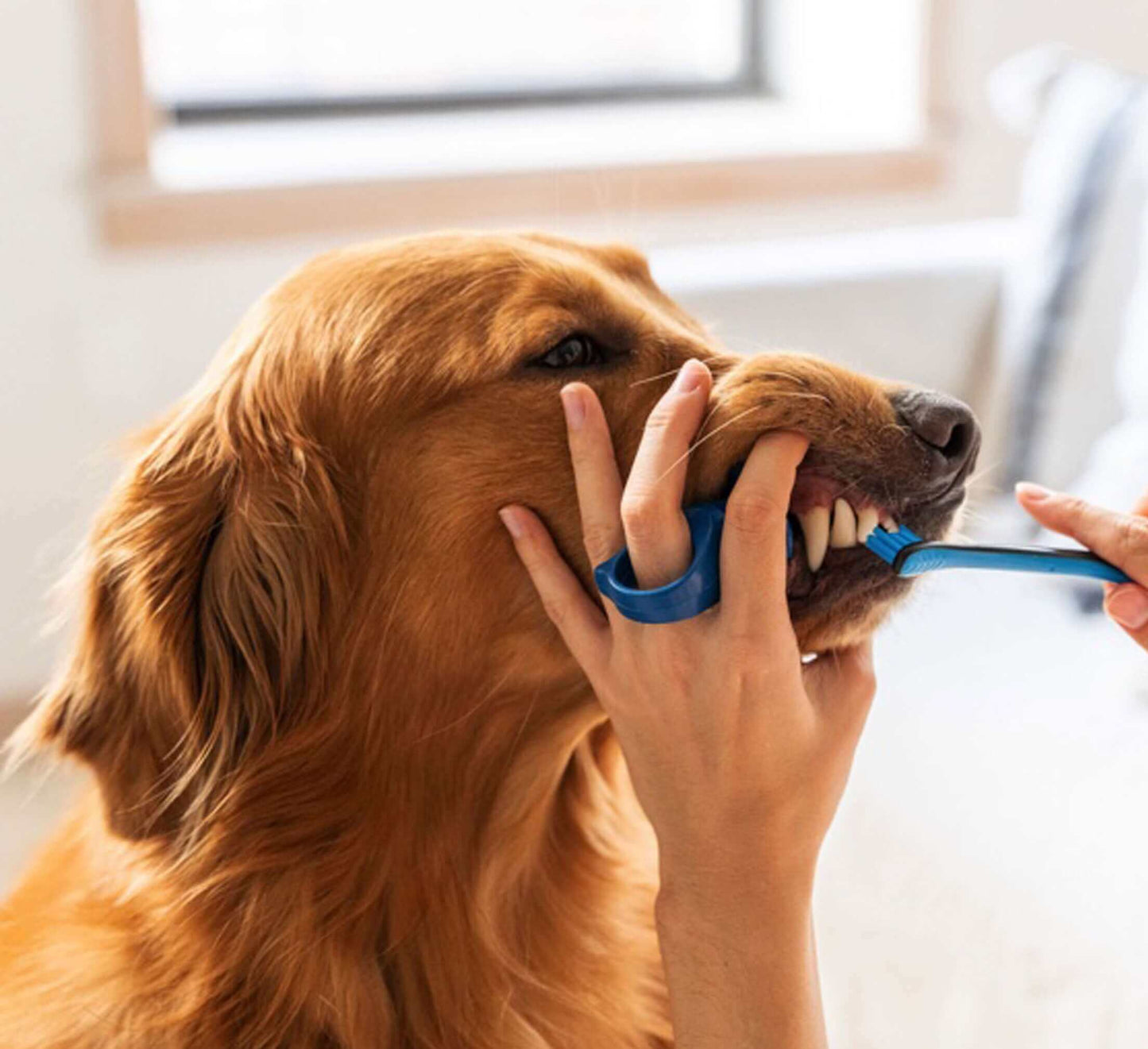 Cleaning a dog's teeth with Paw Ready Brushing Bundle.