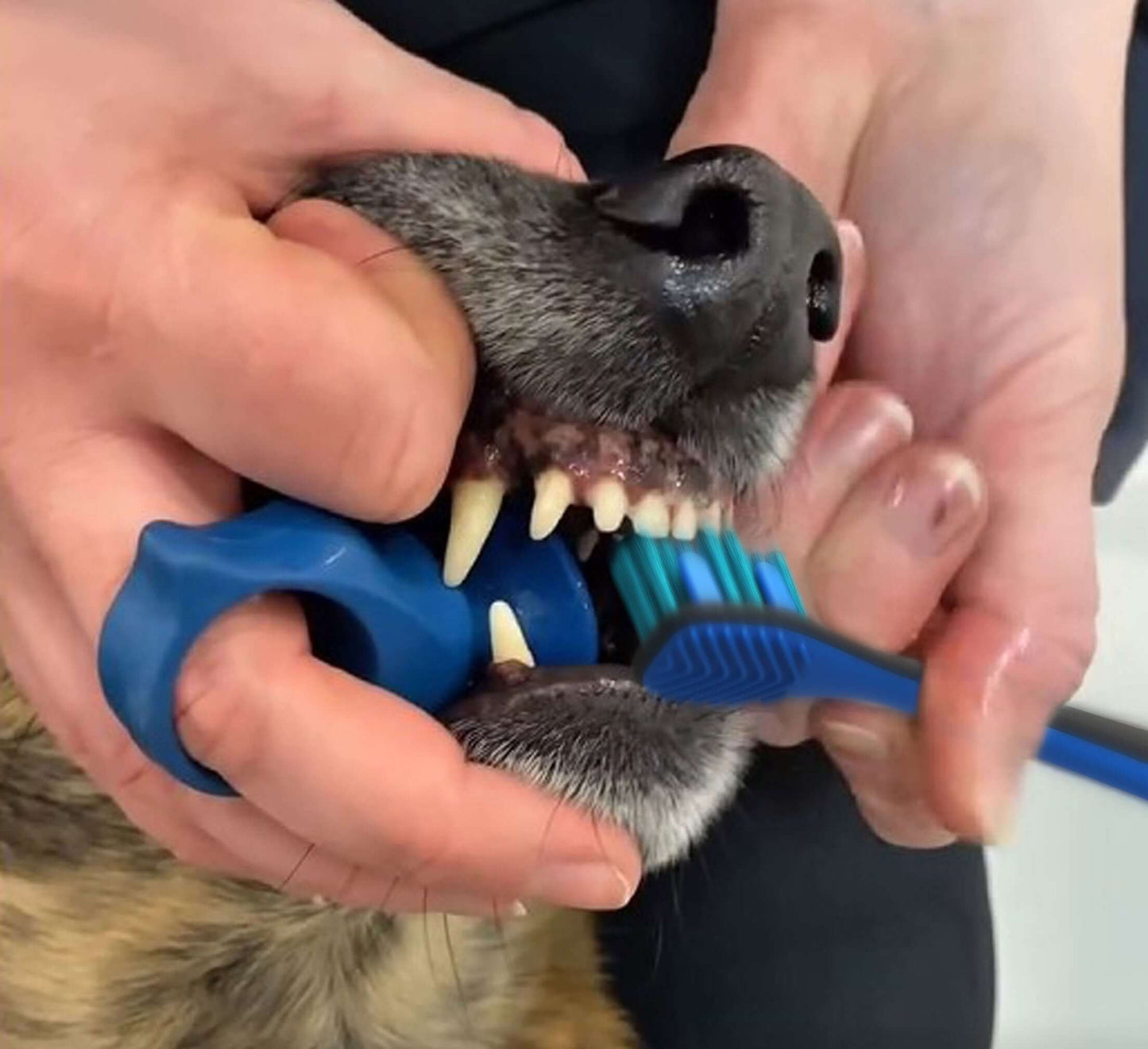Brushing dog's teeth with the Blue Combo BrushMate Pet Toothbrush & Medium BiteBlock