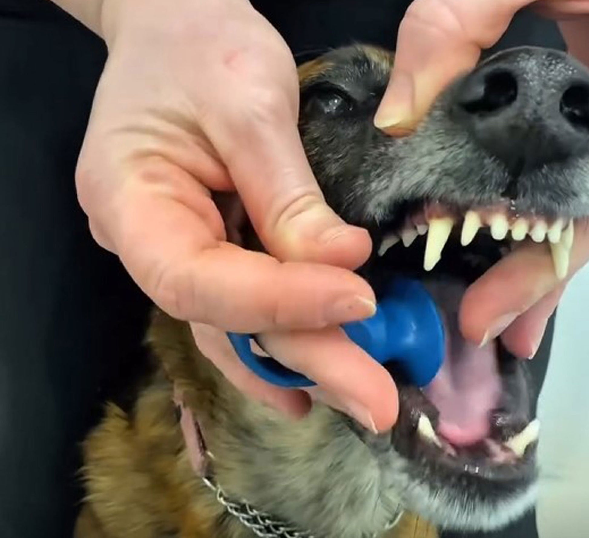 About to insert the Blue medium BiteBlock into a dog's mouth to start his daily dental routine.