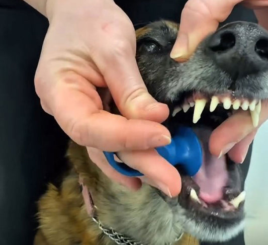 About to insert the Blue medium BiteBlock into a dog's mouth to start his daily dental routine.