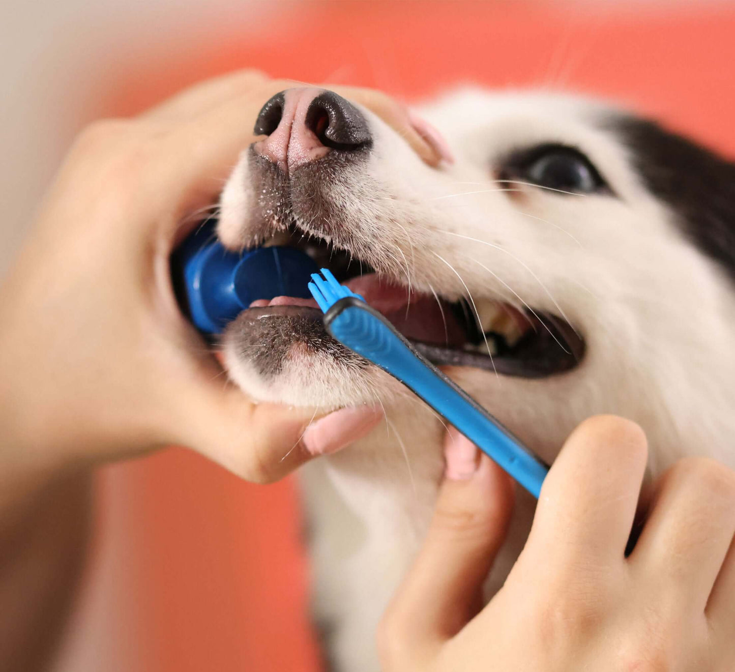 Brushing a Small dogs teeth with a blue BiteBlock