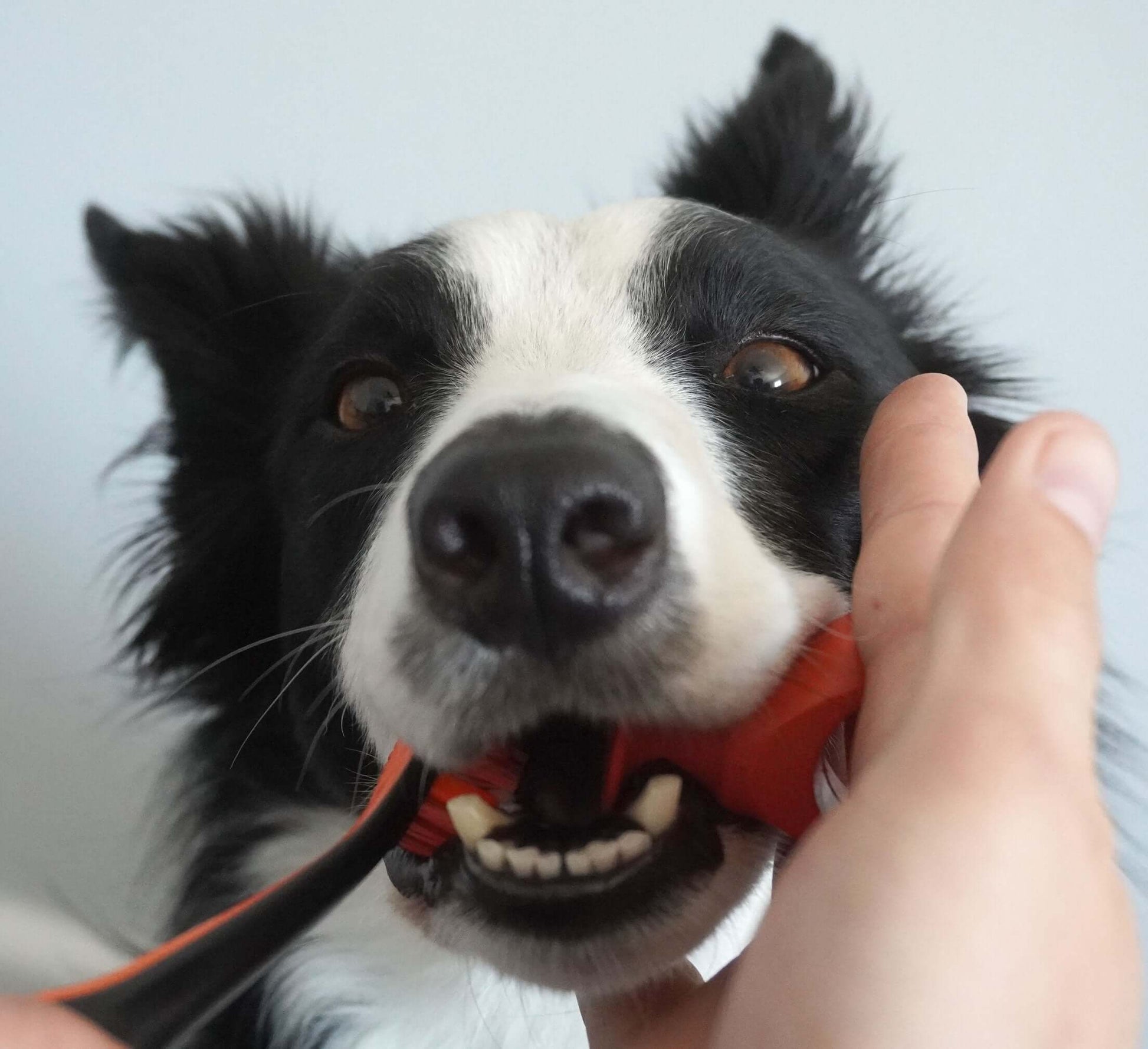 Paw Ready Brushing Bundle with dog showing its use