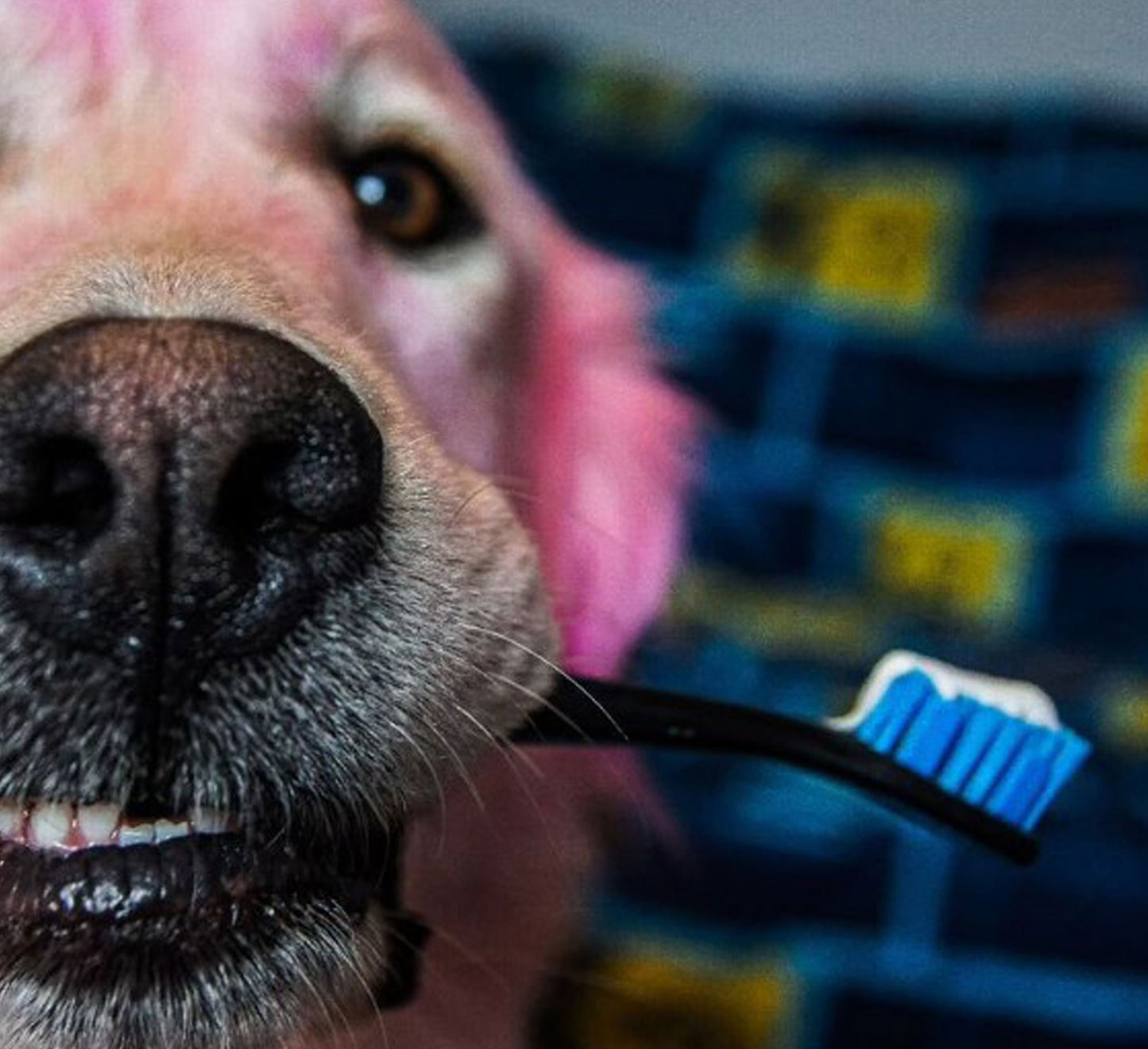 Dog featuring the Blue BrushMate Pet Toothbrush witth dog toothpaste