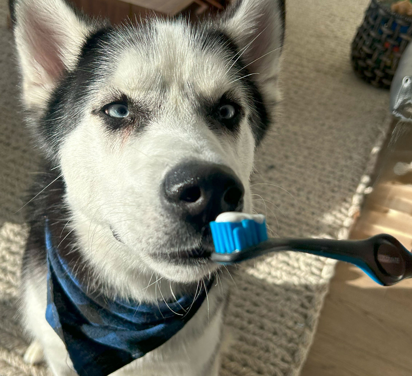 Cleaning dogs teeth with Paw Ready BrushMate dog toothbrush
