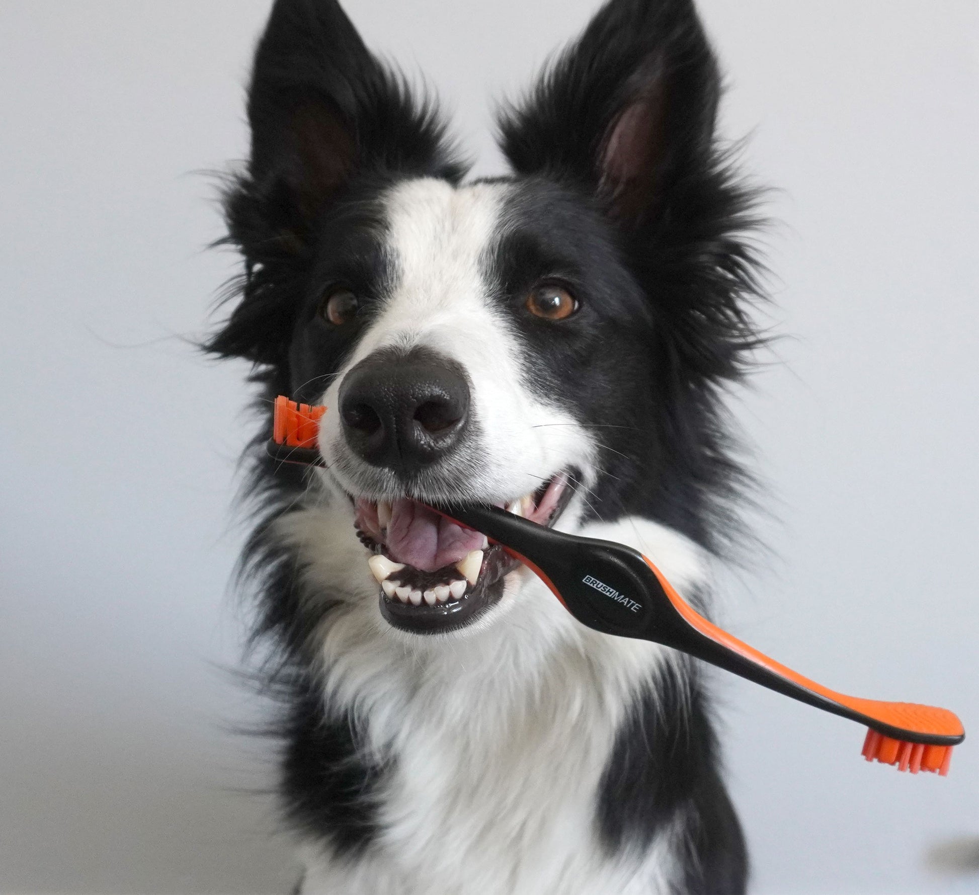 Dog featuring the Orange BrushMate Pet Toothbrush
