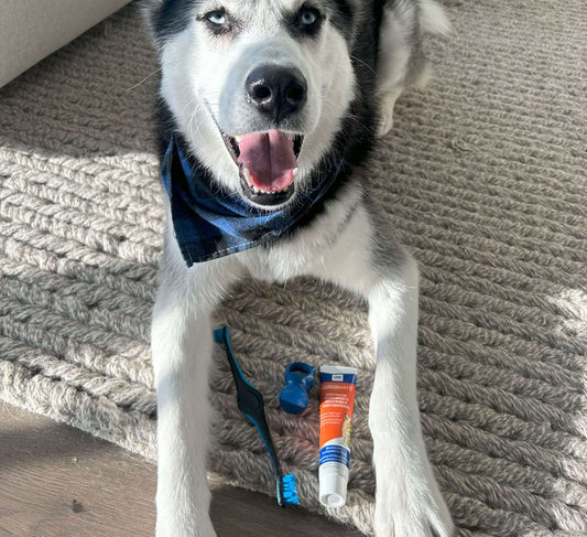 Clean Dog's Teeth with The Paw Ready Brushing Bundle featuring a happy dog and dental care tools.