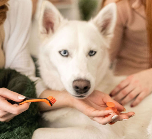 Orange Combo BrushMate Pet Toothbrush & Small BiteBlock featuring a Dog's dental routine 