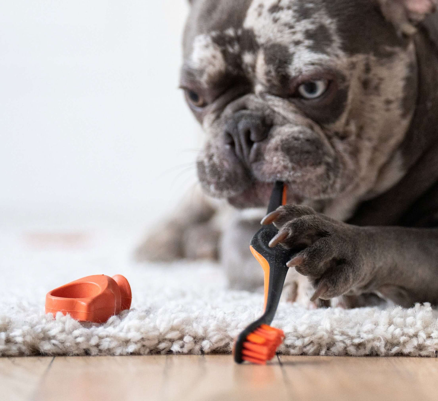 A dog brushing his own teeth with the Combo BrushMate Pet Toothbrush & Small BiteBlock