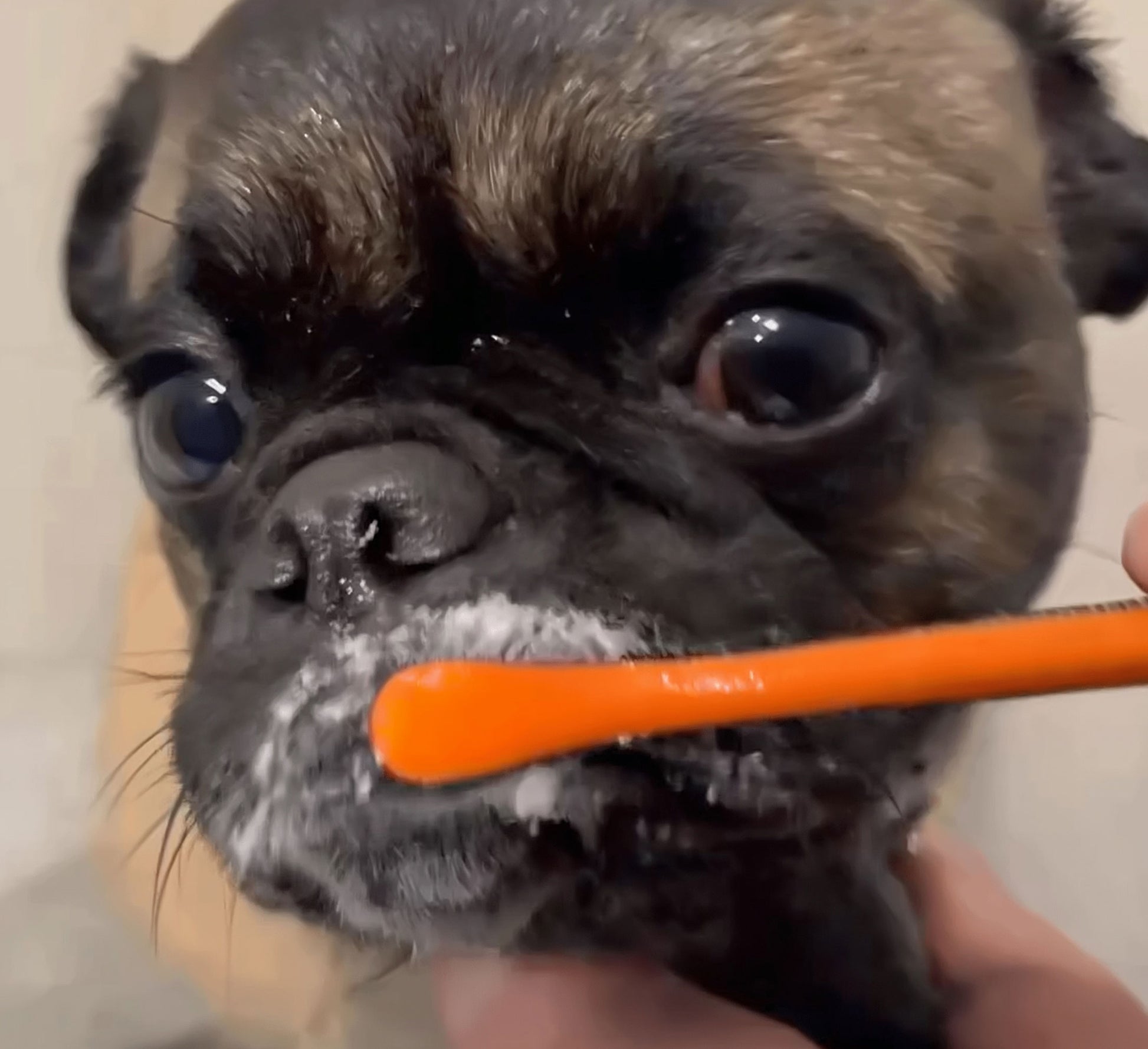 Cleaning Dog's Teeth with orange BrushMate toothbrush and toothpaste.