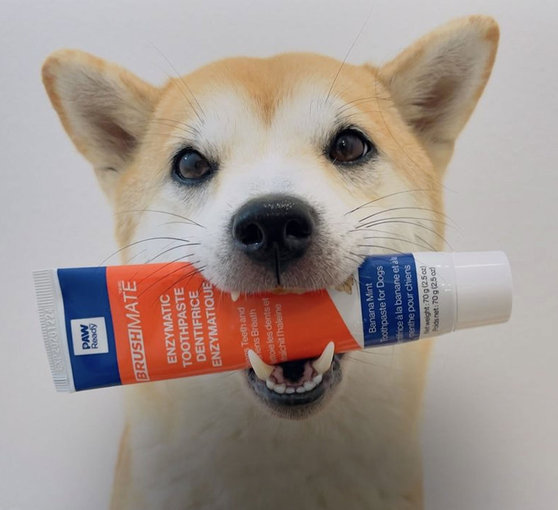A dog featuring the Paw Ready's dog enzymatic toothpaste.