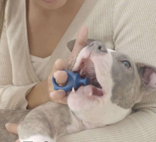 Blue small BiteBlock training a puppy to use it for the first time