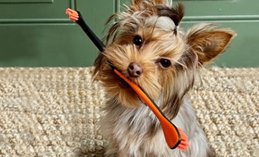 Small dog featuring the Paw Ready Enzymatic dog toothpaste